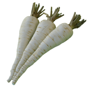 Wurzelpetersilie ALBA